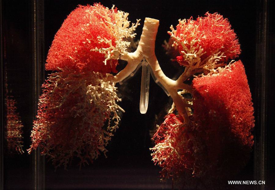 2013-hb-lungs